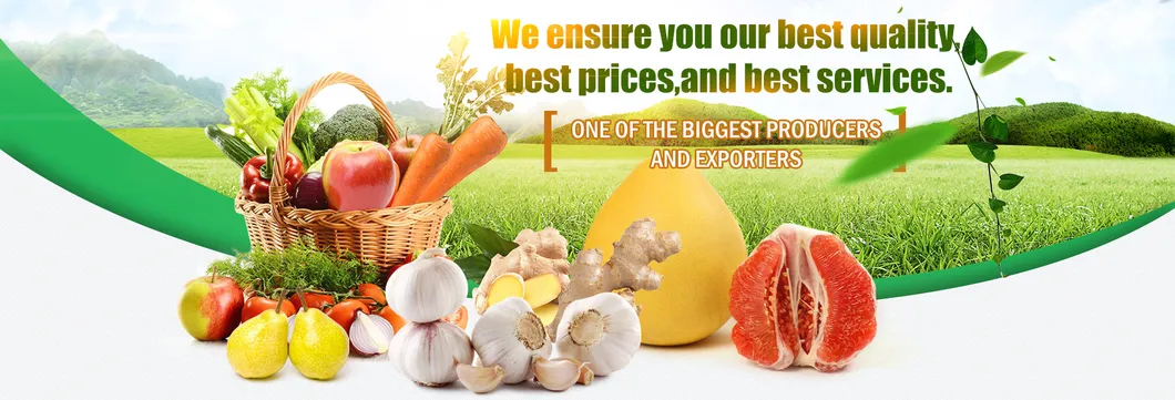 Price of Bulk Wholesale Fresh Ginger Root in China