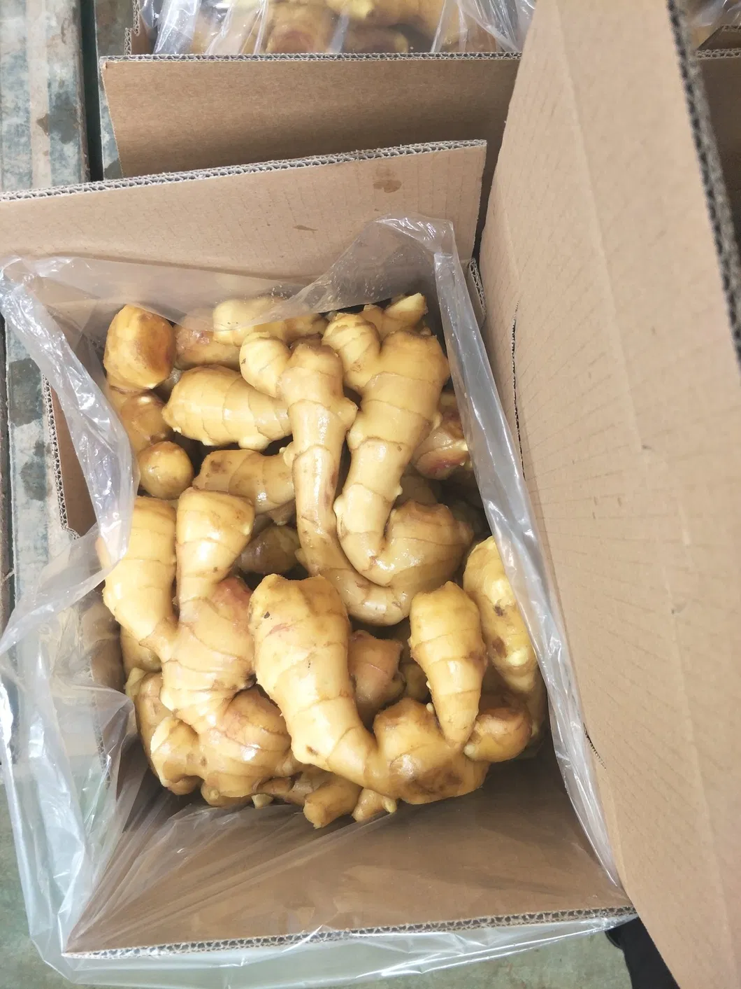 Price of Bulk Wholesale Fresh Ginger Root in China
