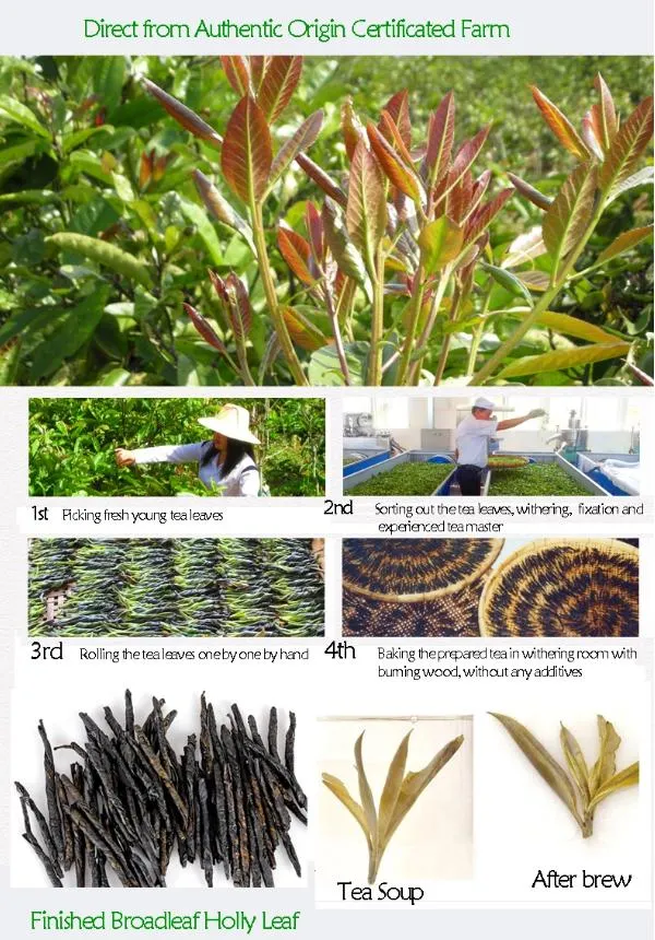 Private Label Herbal Brodslea Holly Leaf Kuding Tea for Heat Protection