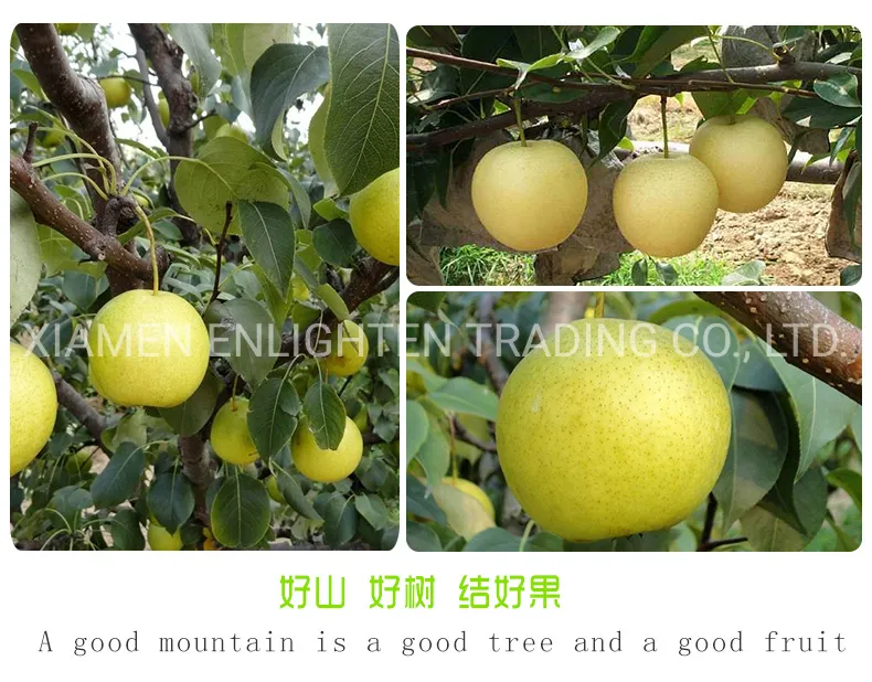 Promotional Top Quality Canned Pear