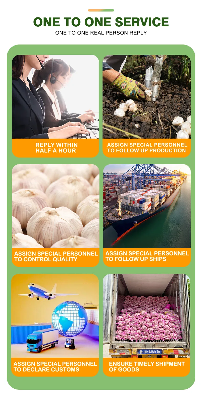 Pure White/Normal White Garlic/Whole Garlic with Competitive Price Garlic