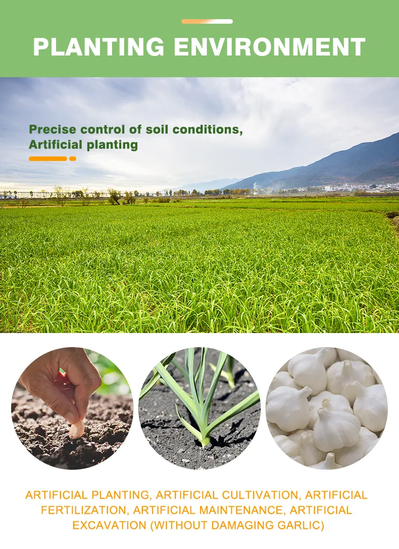 Pure White/Normal White Garlic/Whole Garlic with Competitive Price Garlic