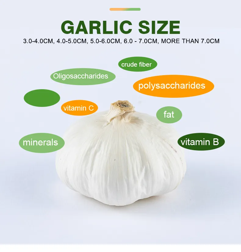 Pure White/Normal White Garlic/Whole Garlic with Competitive Price Garlic