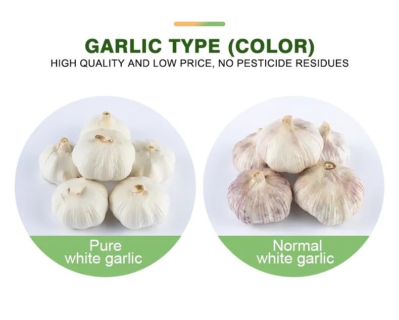 Pure White/Normal White Garlic/Whole Garlic with Competitive Price Garlic