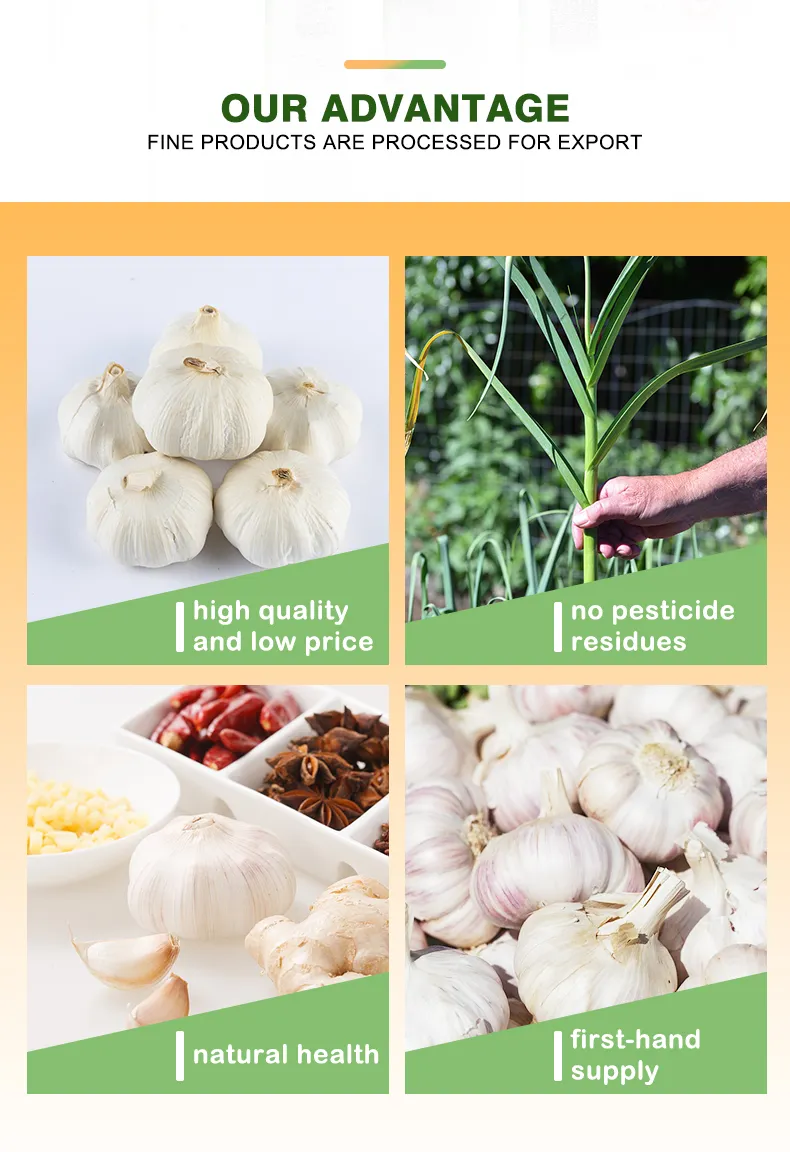 Pure White/Normal White Garlic/Whole Garlic with Competitive Price Garlic