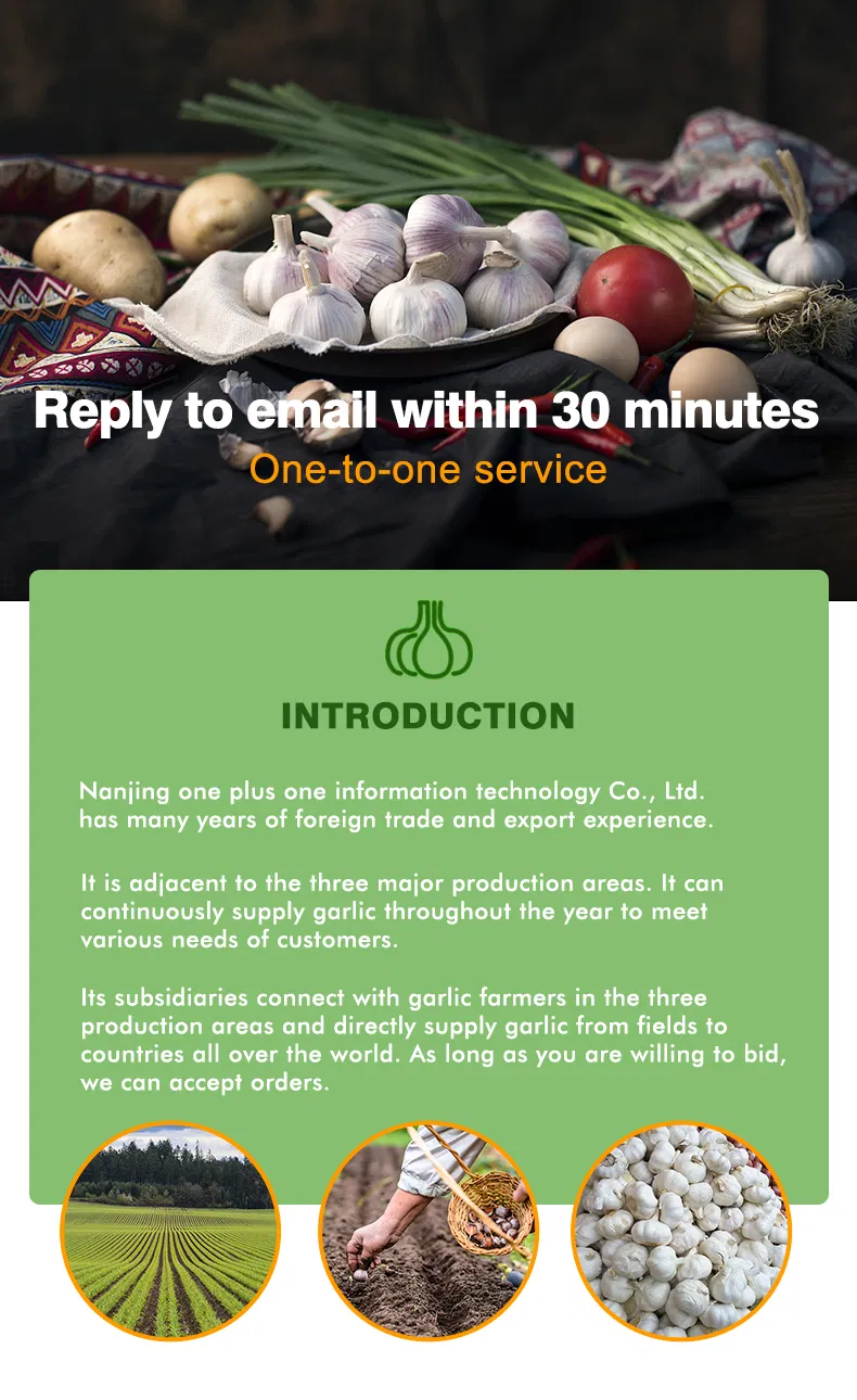 Pure White/Normal White Garlic/Whole Garlic with Competitive Price Garlic