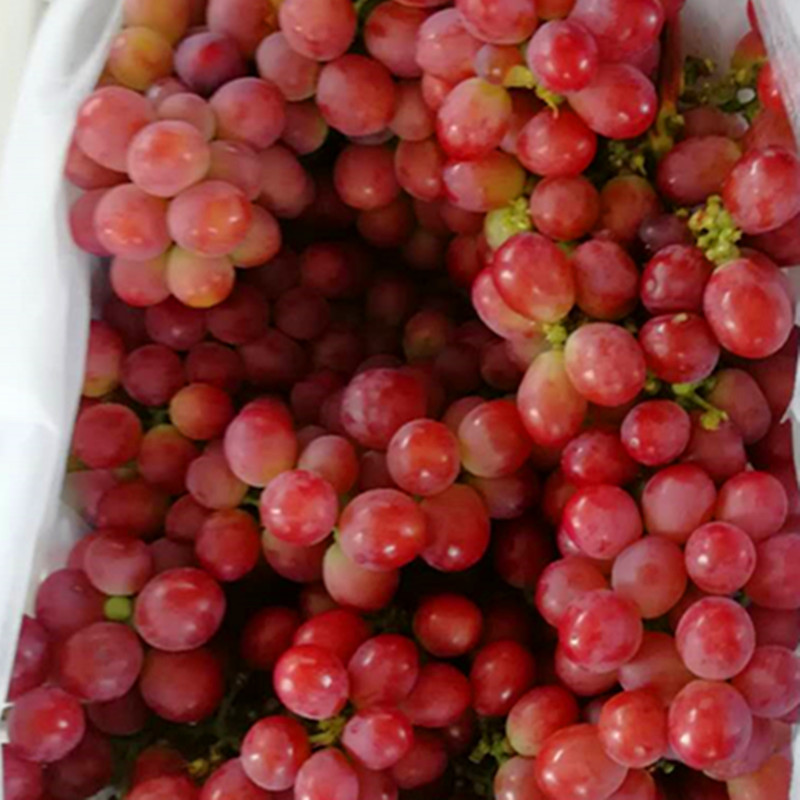 Red Grape