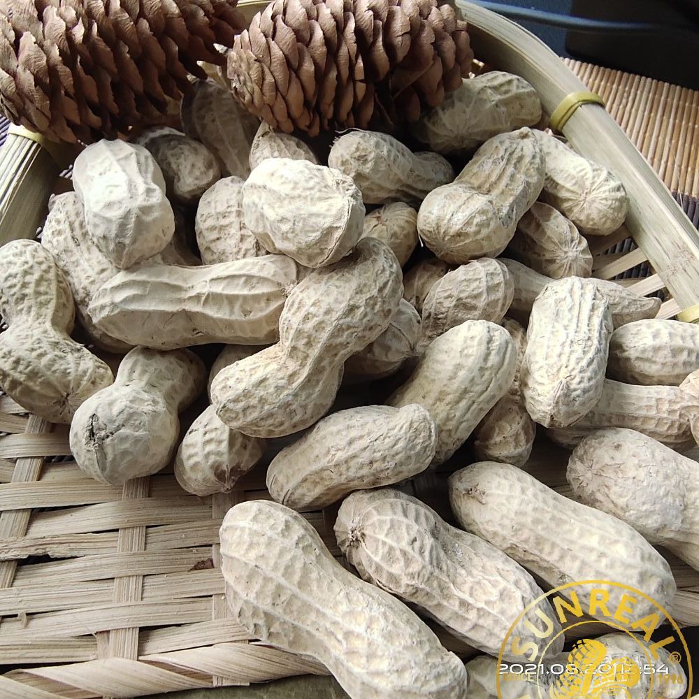 Roasted Virginia Peanut in Shell/Pukee Foods/Fine Technic/Fine Packing