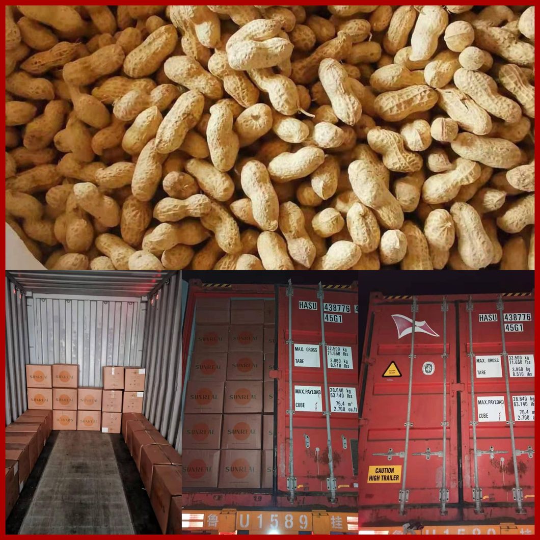 Roasted Virginia Peanut in Shell/Pukee Foods/Fine Technic/Fine Packing