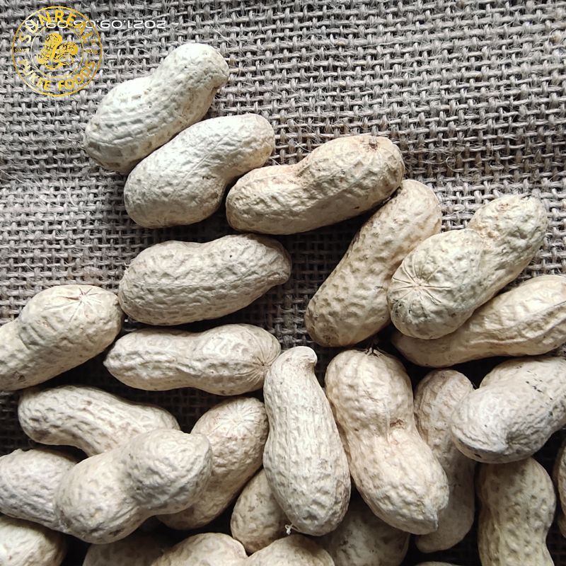Roasted Virginia Peanut in Shell/Pukee Foods/Fine Technic/Fine Packing