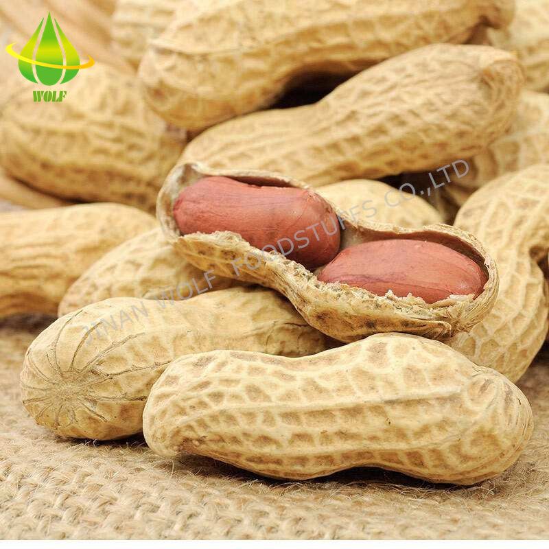 Salty Roasted Peanut in Shell