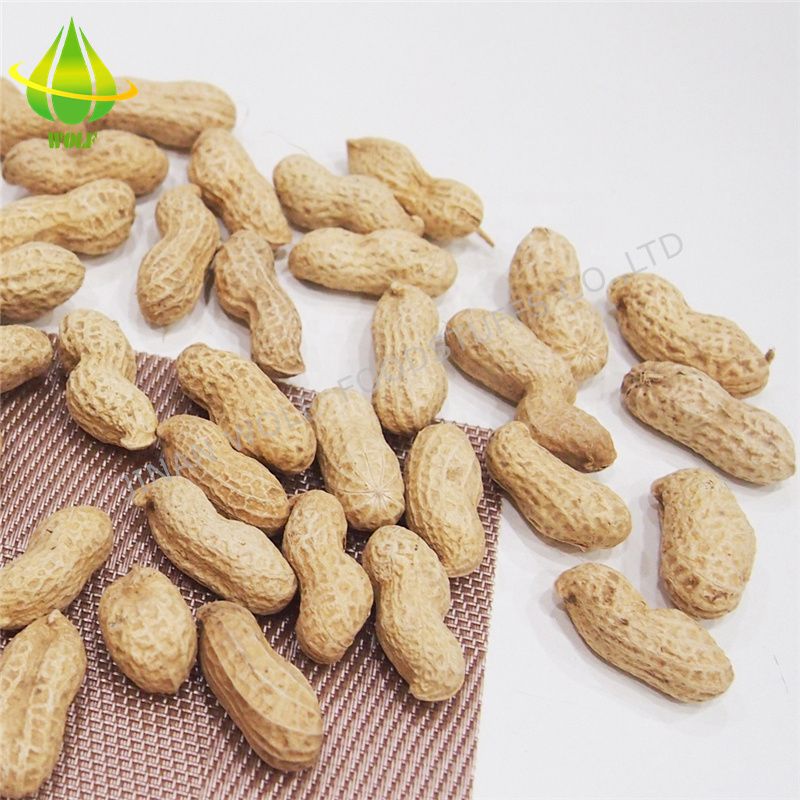 Salty Roasted Peanut in Shell