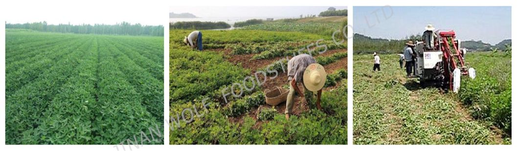 Salty Roasted Peanut in Shell