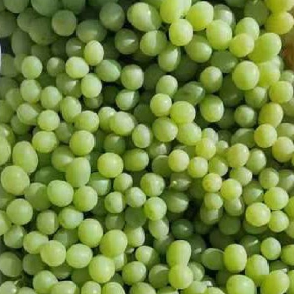 Seedless Green Grape Green Grape Xinjiang Grape Gansu Grape