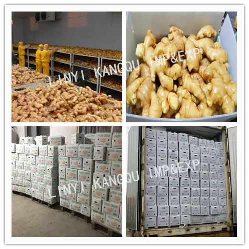 Shandong Chinese Nice Half Air Dried Fresh Ginger in Sale with Cheap Price