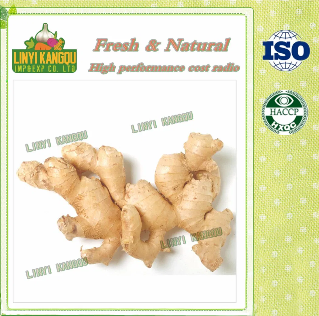Shandong Chinese Nice Half Air Dried Fresh Ginger in Sale with Cheap Price