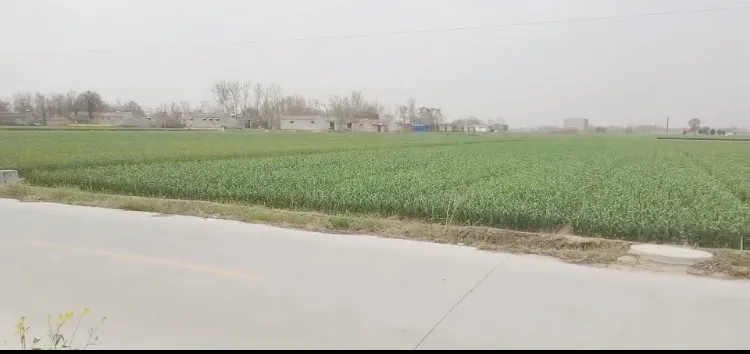 Sinocharm Brc a Approved 20g Bqf Garlic Puree Frozen Garlic