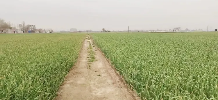 Sinocharm Brc a Approved 20g Bqf Garlic Puree Frozen Garlic