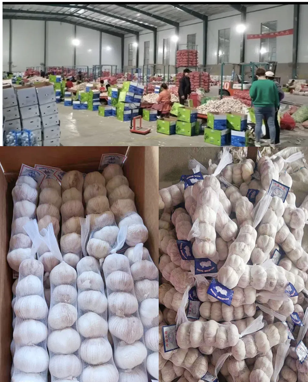 Sinocharm Brc a Approved 20g Bqf Garlic Puree Frozen Garlic