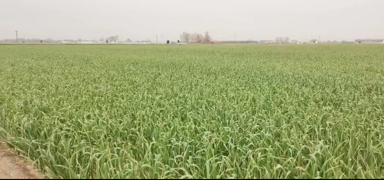 Sinocharm Brc a Approved 20g Bqf Garlic Puree Frozen Garlic