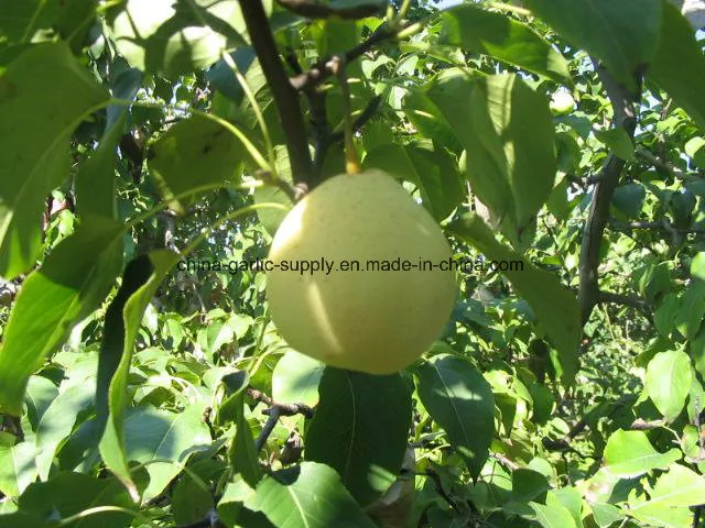 Supply Fresh Product for Sale Chinese Fresh Pear Fruit Emerald Pear Ya Pear Crown Pear Early Su Pear Shandong Pear Fengshui Pear
