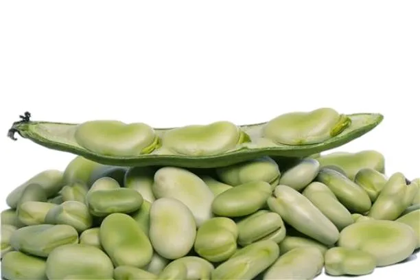 Supply Natural Broad Bean Extract Broad Bean Protein/Fava Bean Protein 60%