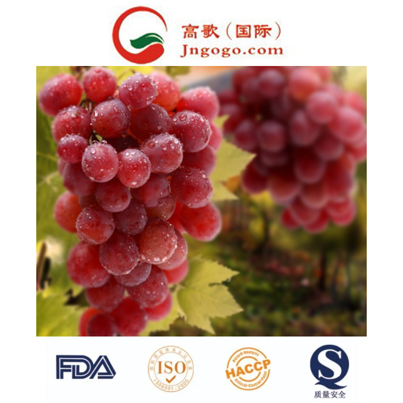 Supply Sweet Red Globe and Red Grape