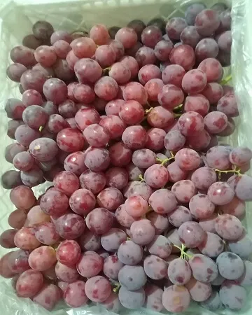 Supply Sweet Red Globe and Red Grape