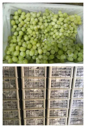 Supply Sweet Red Globe and Red Grape