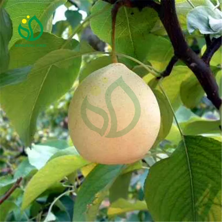 Sweet and Delicious Chinese Organic Pear