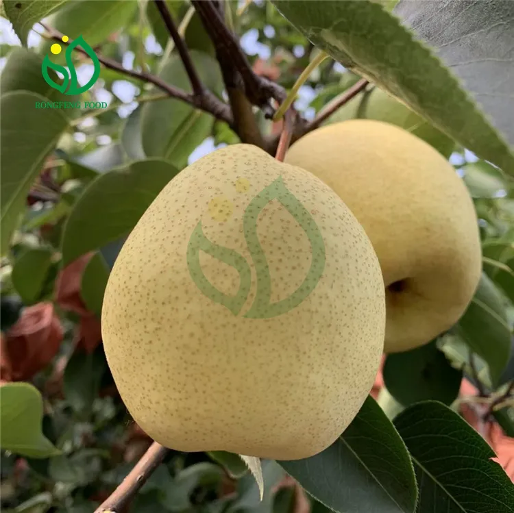 Sweet and Delicious Chinese Organic Pear