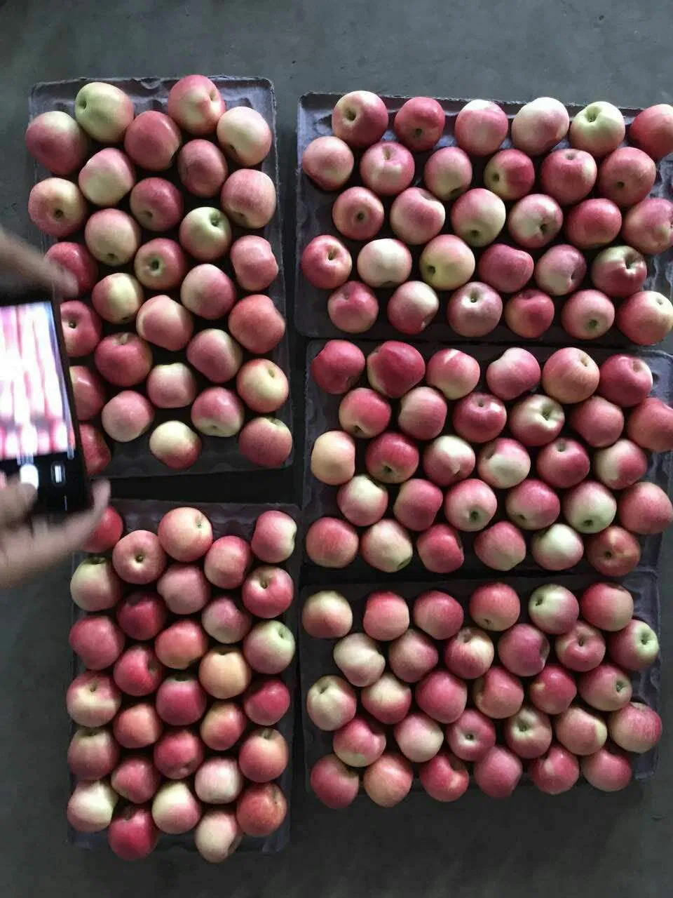Top Level Shandong/ Shanxi Delicious Fresh Gala Apple