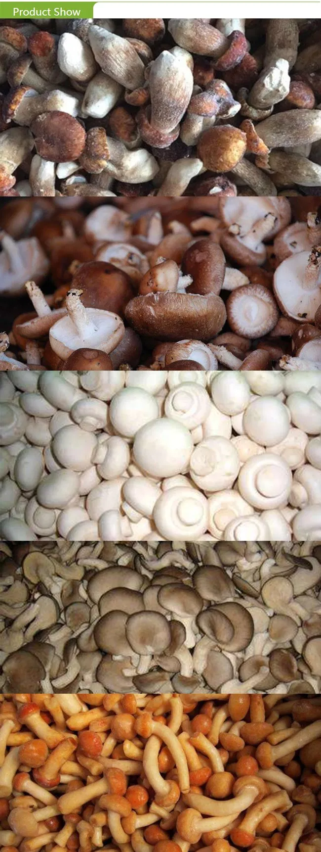 Top Quality Canned Salted Sliced Champignon