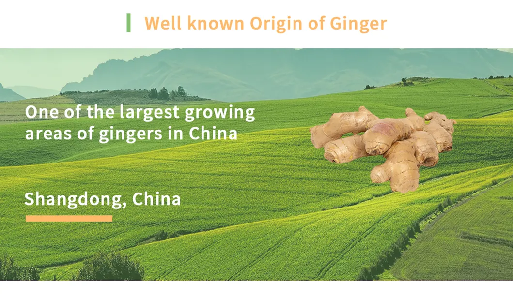 Upset Stomach Treating Shandong Young Fresh Ginger with Edible Value