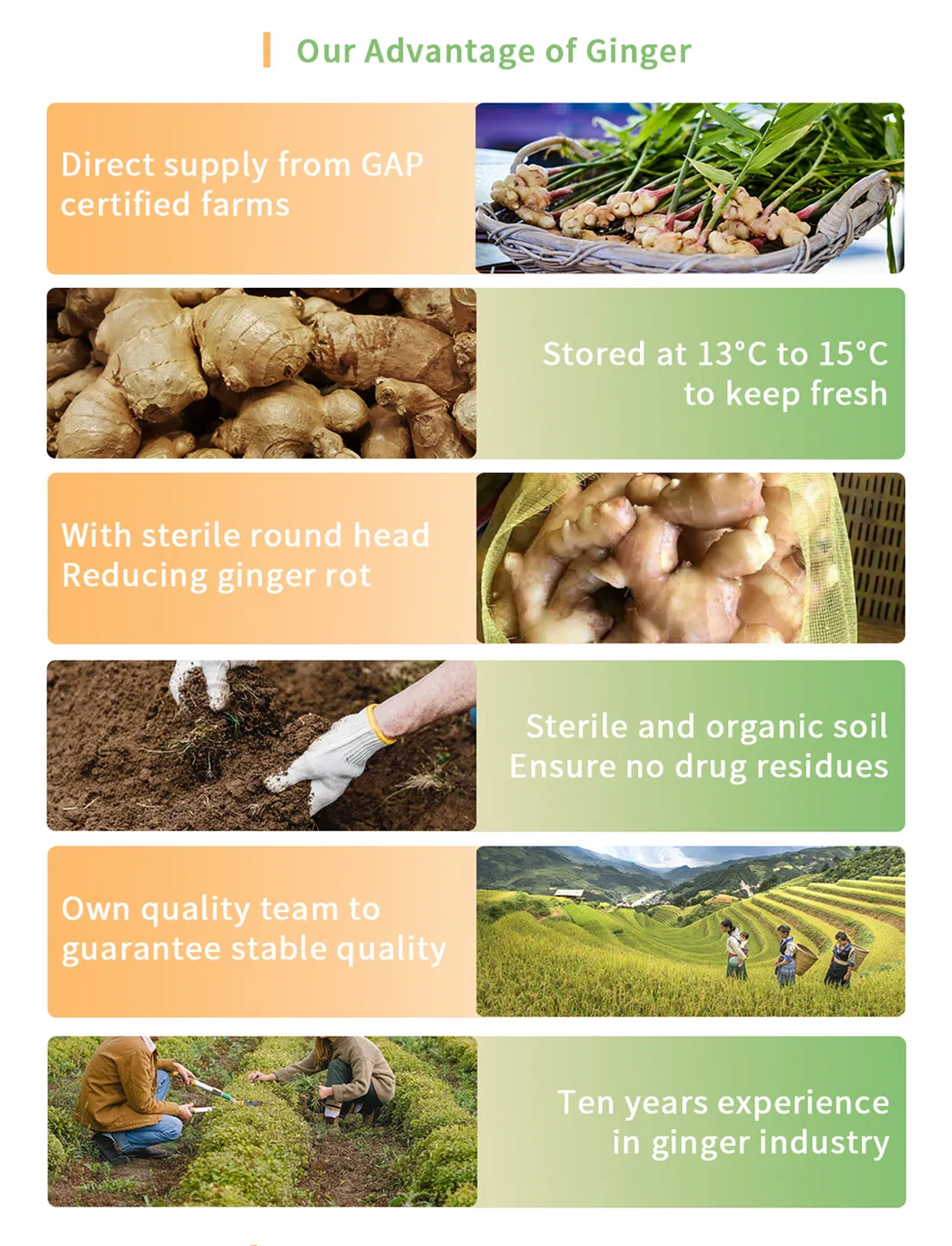 Upset Stomach Treating Shandong Young Fresh Ginger with Edible Value