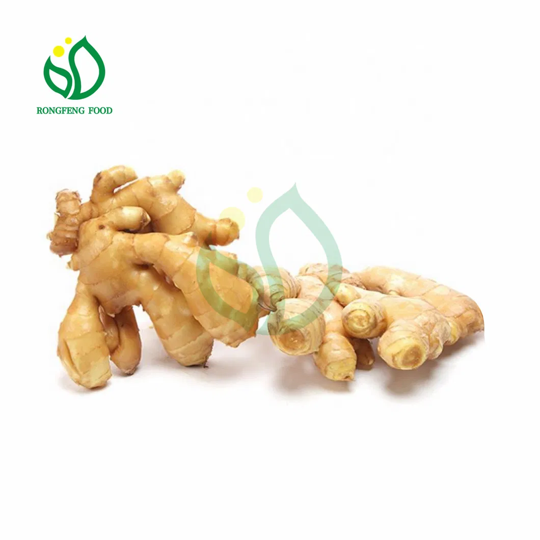 Upset Stomach Treating Shandong Young Fresh Ginger with Edible Value