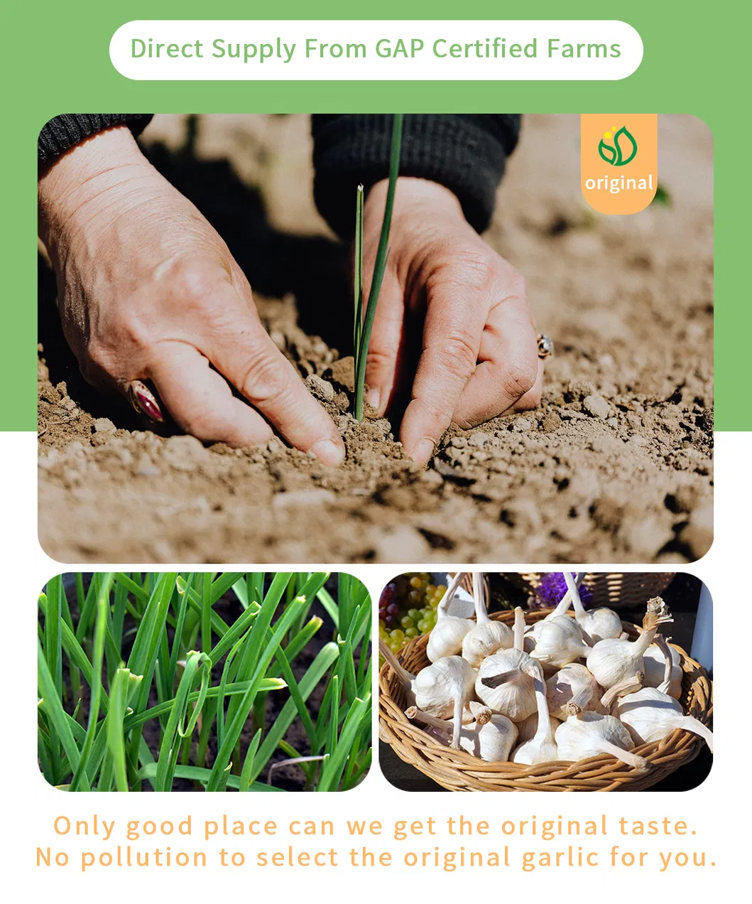 Wholesale Chinese Farm Produce Peeled Garlic Cloves for Kitchen Spices