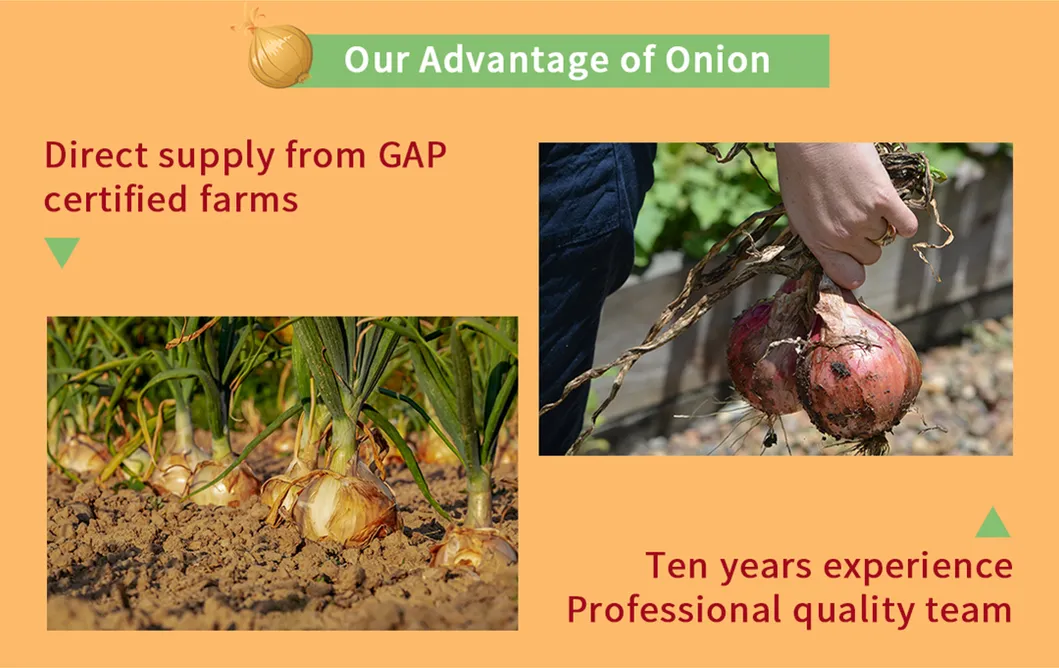 Wholesale Chinese Gap Farm New Season Onion with Various Packing