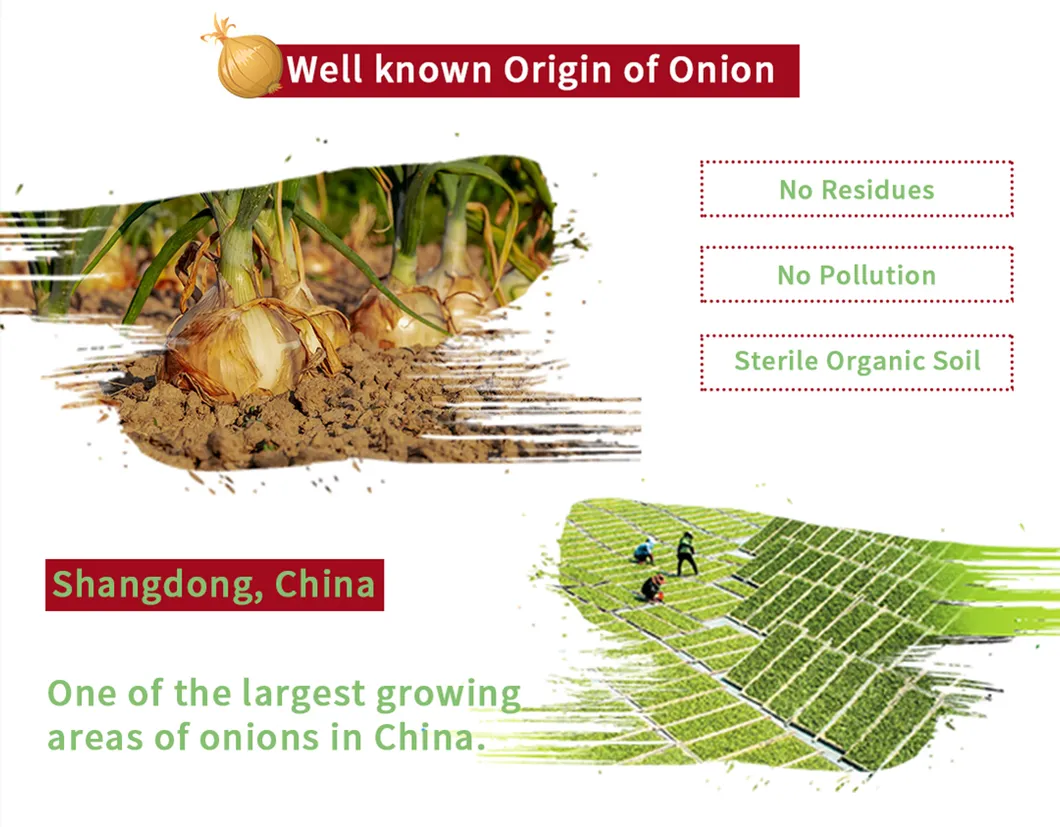 Wholesale Chinese Gap Farm New Season Onion with Various Packing