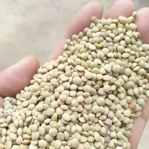 Wholesale Factory Dried Red Lentils to Export