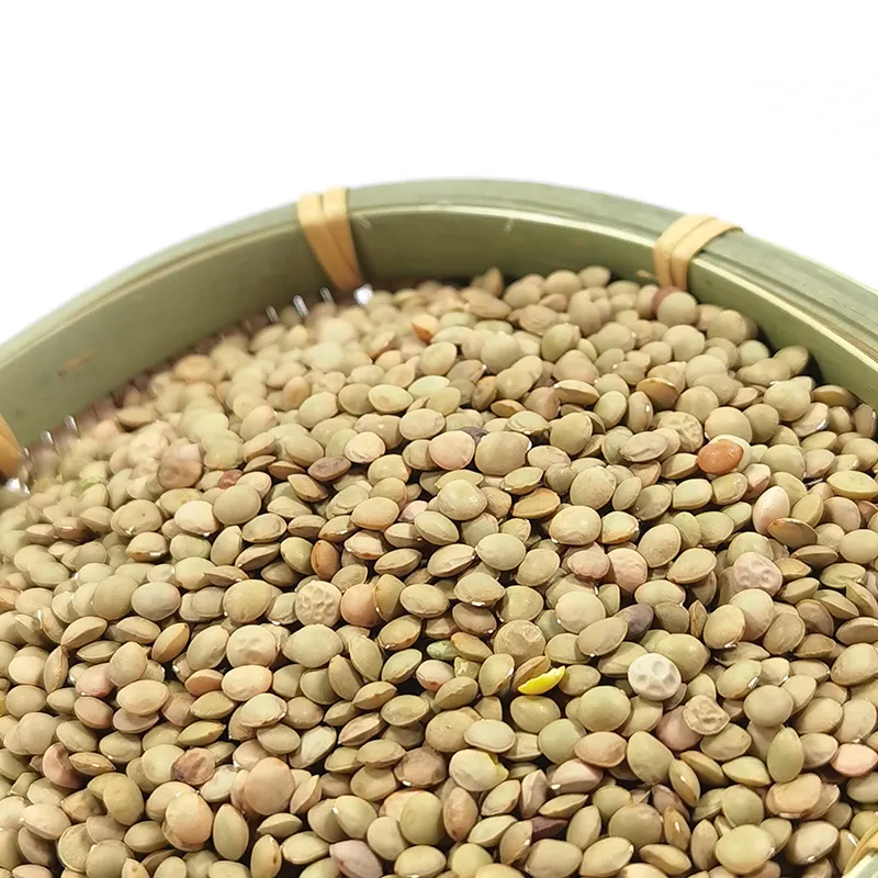 Wholesale Factory Dried Red Lentils to Export