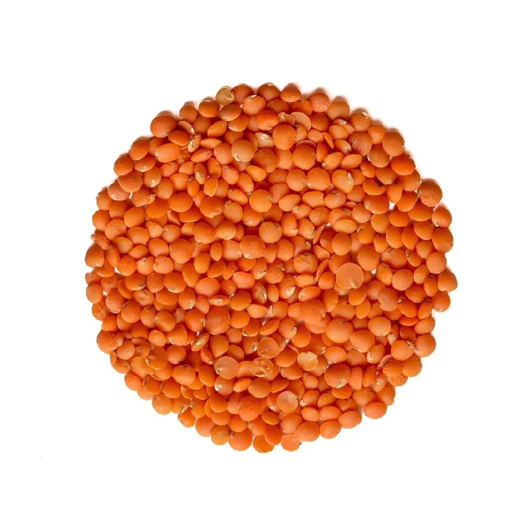 Wholesale Factory Dried Red Lentils to Export