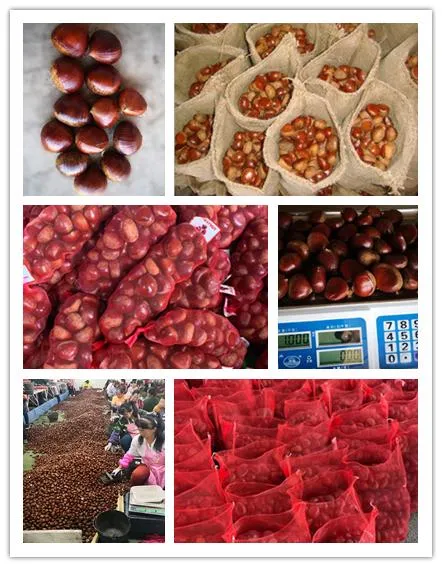 Wholesale Fresh Chestnut Raw Easy Peel Sweet Roasted Chestnuts Organic Snack Food