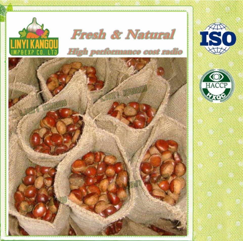 Wholesale Fresh Chestnut Raw Easy Peel Sweet Roasted Chestnuts Organic Snack Food