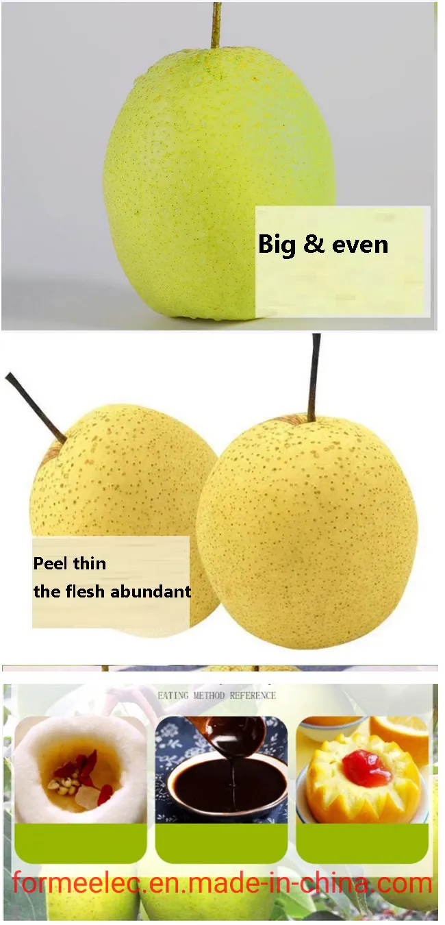 Xue Pear Chinese Pear Snowflake Pear Xuehua Pear Snow Pear