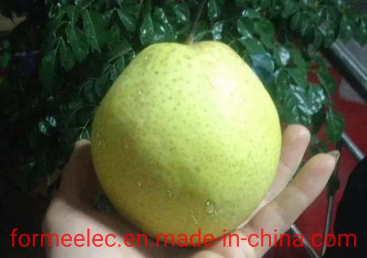 Xue Pear Chinese Pear Snowflake Pear Xuehua Pear Snow Pear