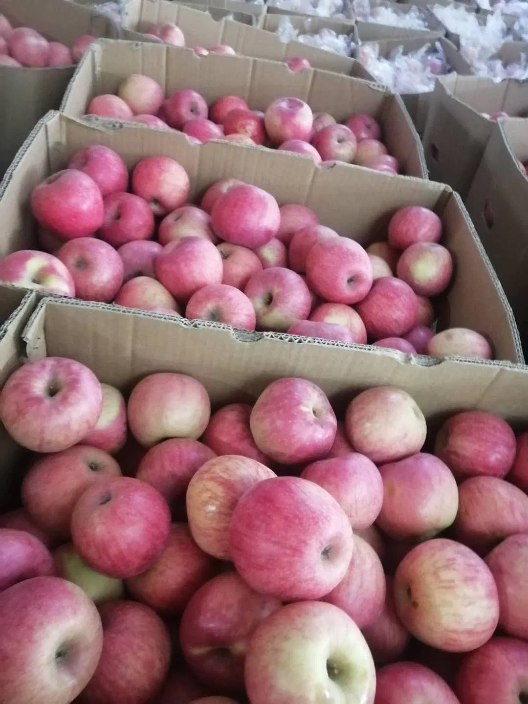 Yantai FUJI Apple Shanxi Huaniu Apple Red Starr Apple