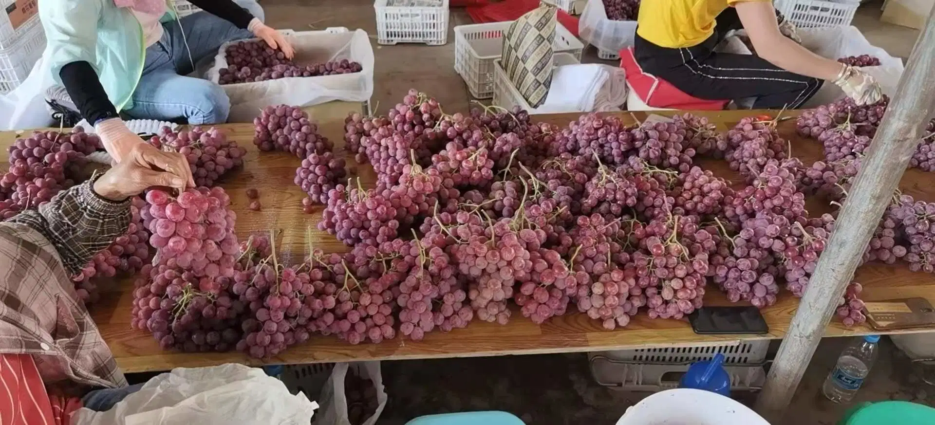 Yunnan Red Grapes