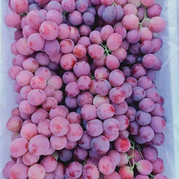 Yunnan Red Grapes